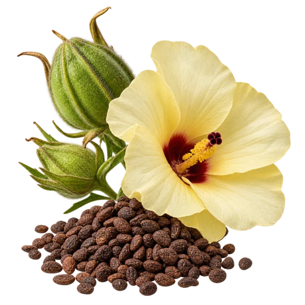 Ambreta