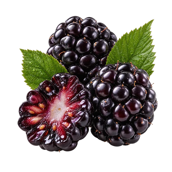 Amora