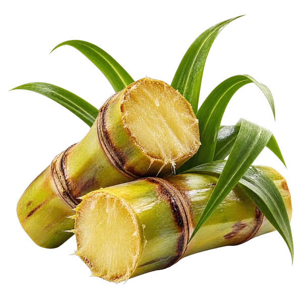Cana-de-Açúcar