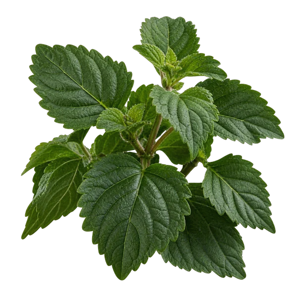 Folha de Patchouli da Indonésia
