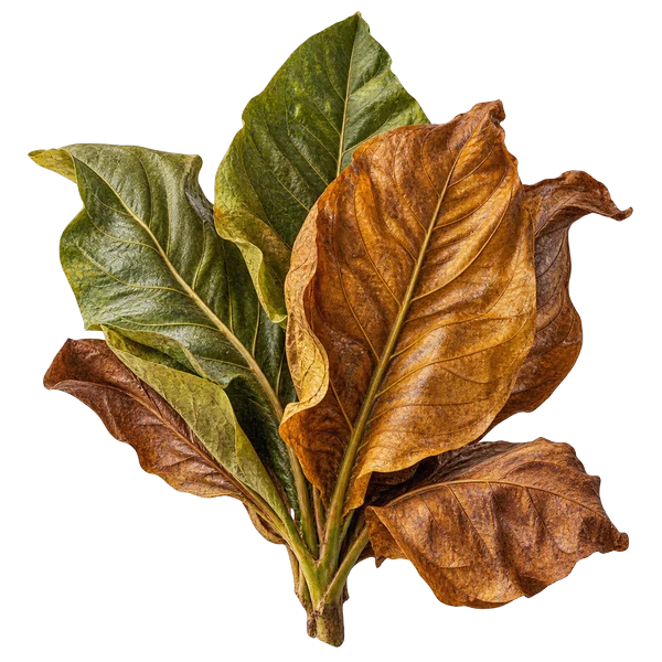 Folha de Tabaco