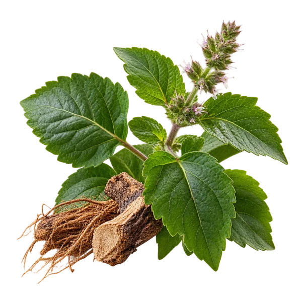 Patchouli