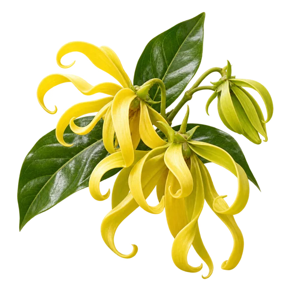 Ylang-Ylang
